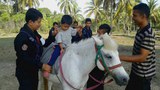 171005-TH-equine-620.jpg
