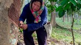 181228-TH-rubber-farmer-800.jpg