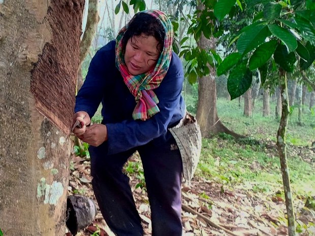 181228-TH-rubber-farmer-800.jpg 181228-TH-rubber-farmer-800.jpg