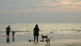 180328-TH-dogs-1000.jpg