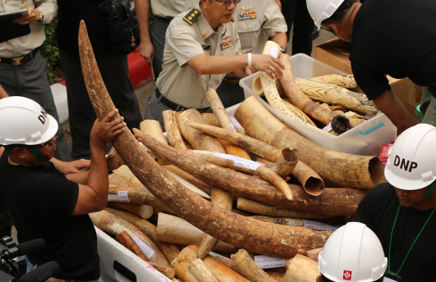 TH-ivory-destruction TH-ivory-destruction