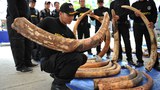 TH-ivory-smuggling-620