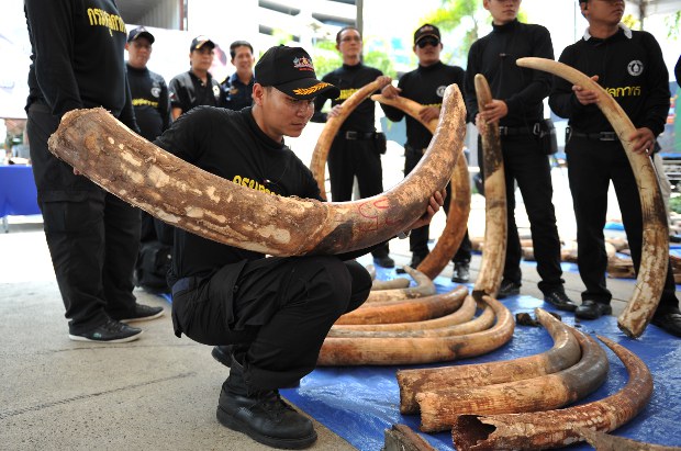 TH-ivory-smuggling-620 TH-ivory-smuggling-620
