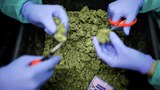 190128-TH-cannabis-1000.jpg