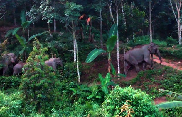 TH-elephants-620 TH-elephants-620