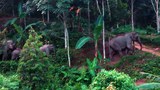 TH-elephants-620