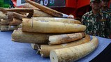 170913-TH-ivory-smuggling-1000.jpg