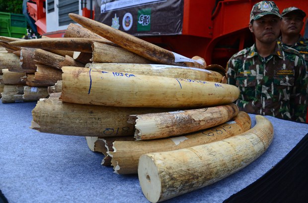 170913-TH-ivory-smuggling-1000.jpg 170913-TH-ivory-smuggling-1000.jpg