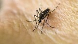 TH-mosquito-620