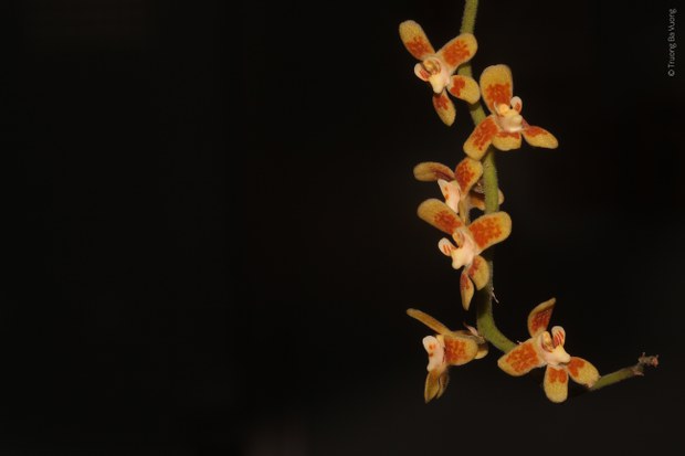 orchid.jpg orchid.jpg