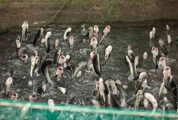 RFA-Mekong-plastic-pollution 2.jpg RFA-Mekong-plastic-pollution 2.jpg