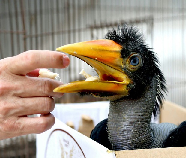 babyhornbill1