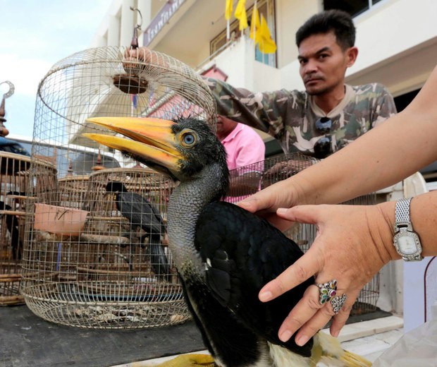 babyhornbill2