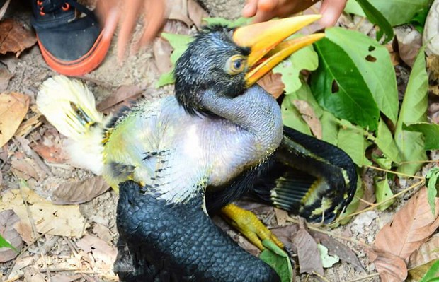 babyhornbill3