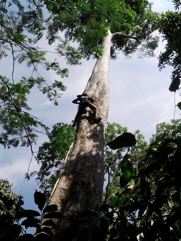 babyhornbill4