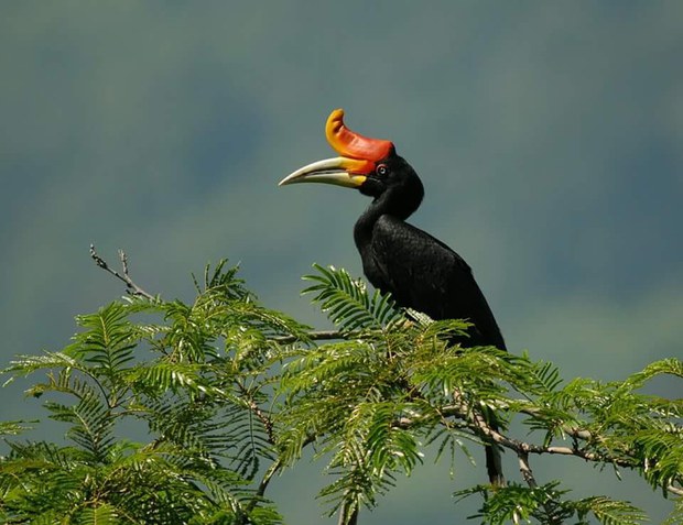 hornbill5-1000