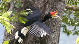 hornbill6