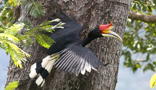 hornbill6
