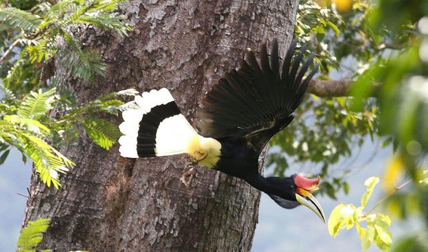 hornbill7