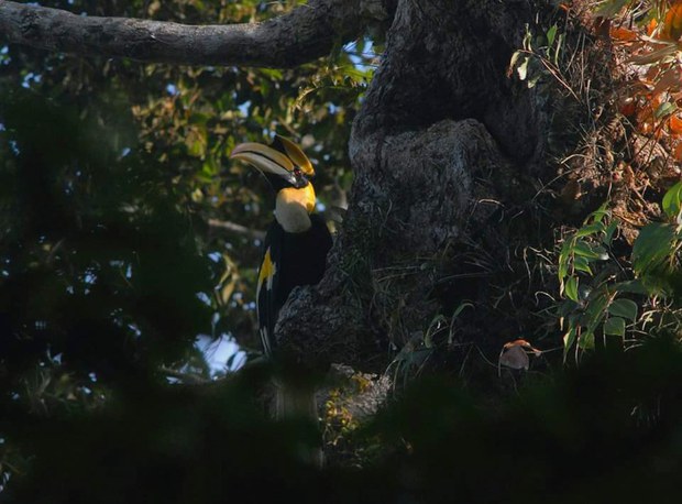 hornbill8