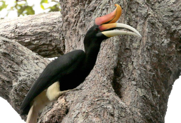 hornbill9