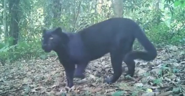 blackpanther3.jpg