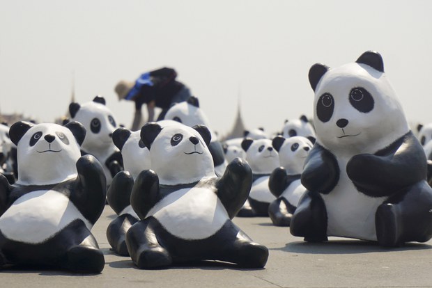 panda1