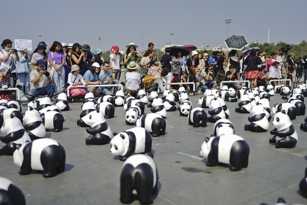 panda12