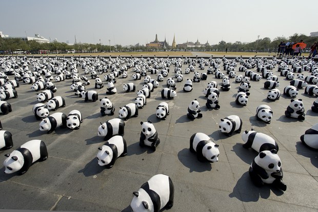 panda2