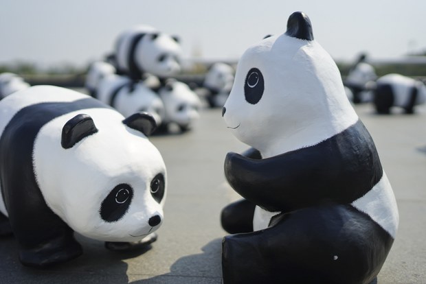 panda4