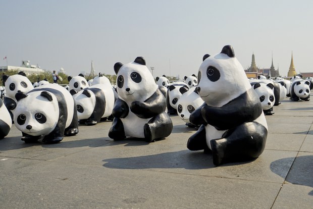 panda5