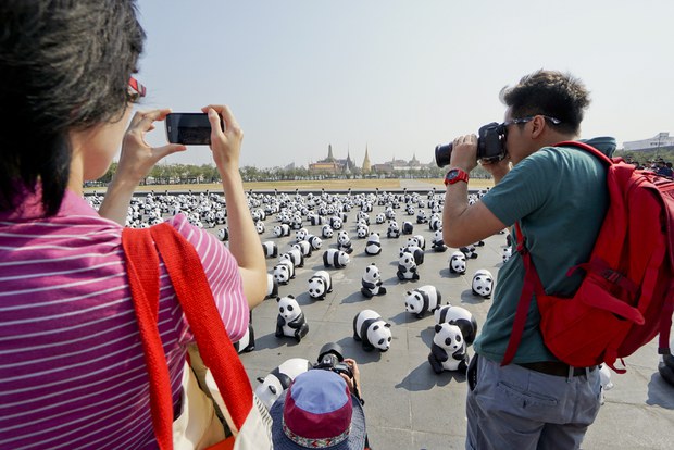 panda6