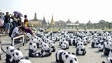 panda9