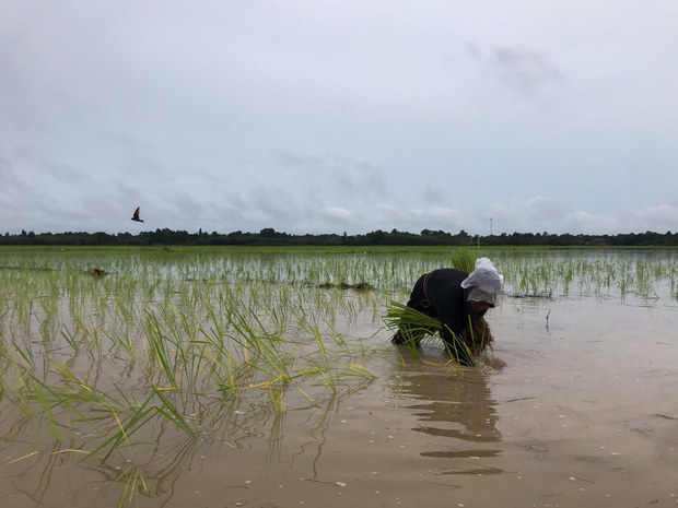 TH-deepsouth-rice-02.jpg TH-deepsouth-rice-02.jpg