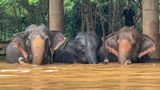 ช้างกว่าร้อยเชือกประสบภัย หลังเชียงราย-เชียงใหม่น้ำท่วมซ้ำ
