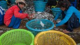 เครือข่ายสิทธิแรงงานประมง : แรงงานยังถูกละเมิด ร้องรัฐแก้ปัญหา