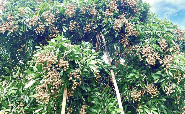 th-longan-04.jpg th-longan-04.jpg