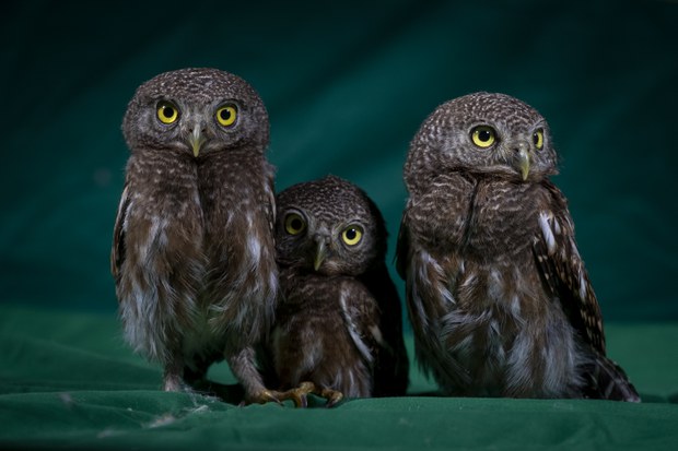bird-1.jpg