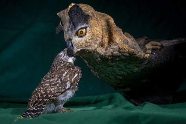 bird-2.jpg