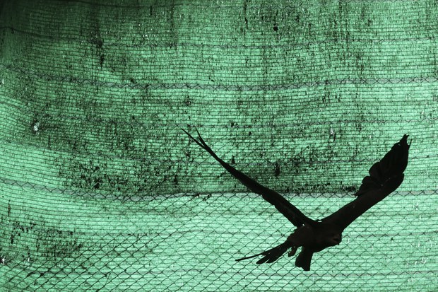 bird-7.jpg