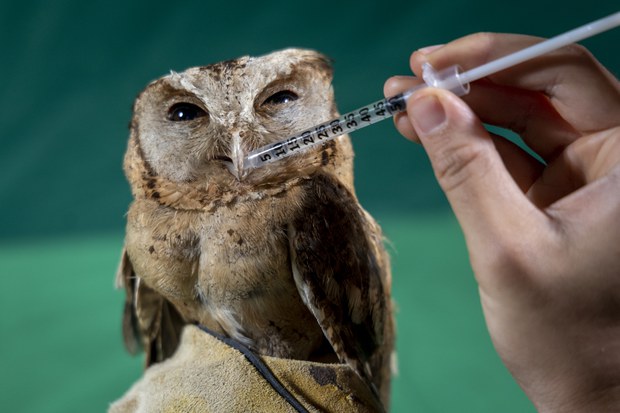 bird-8.jpg