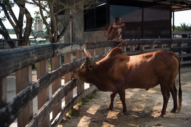 14 bull fight.jpg