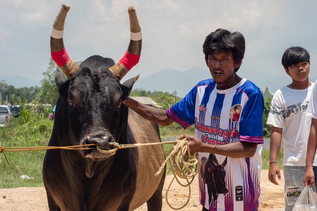 2 bull fight.jpg