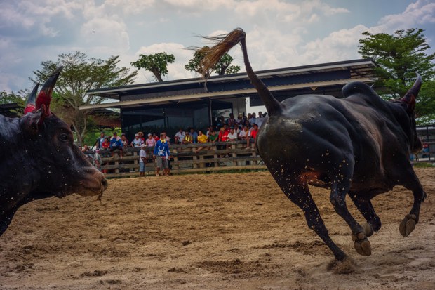 5 bull fight.jpg