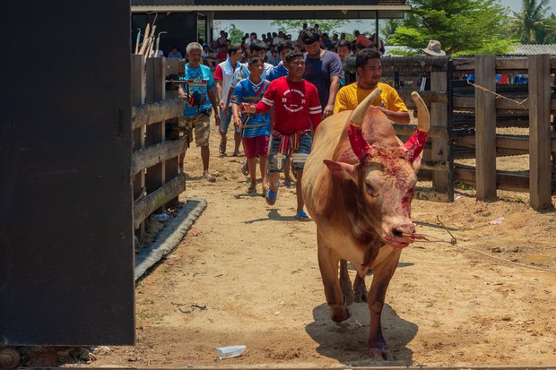 9 bull fight.jpg