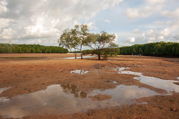 11-environment-seagrass.jpg