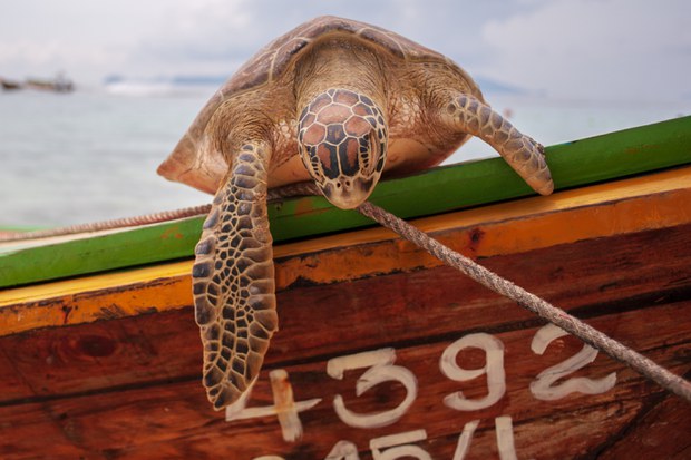 5-environment-seagrass.jpg
