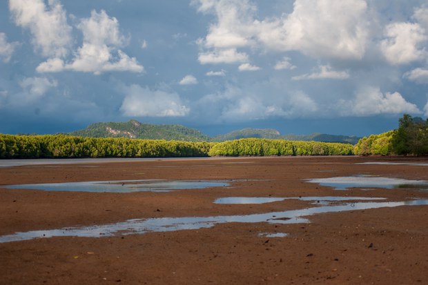 8-environment-seagrass.jpg