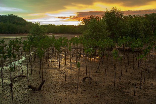 9-environment-seagrass.jpg