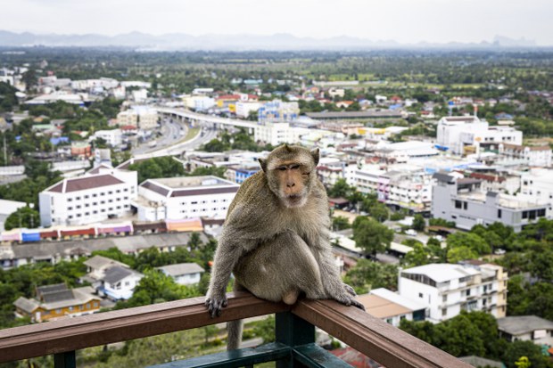 1-macaques-01.jpg